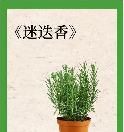 夏天植物有哪些代表性花语？