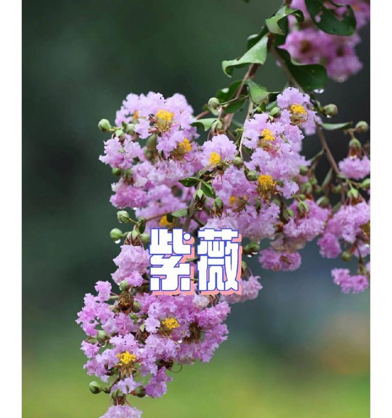 夏天植物有哪些代表性花语？