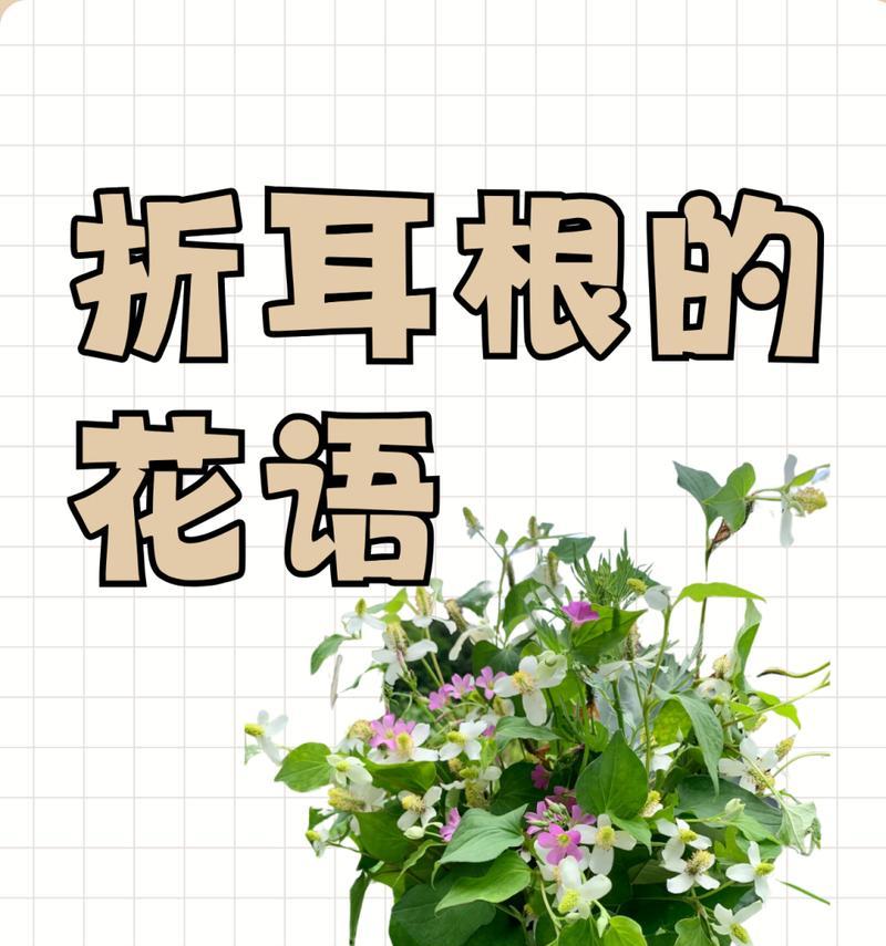哪些漂亮的花的花语好听？它们分别代表什么？