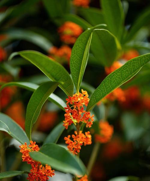 哪些漂亮的花的花语好听？它们分别代表什么？