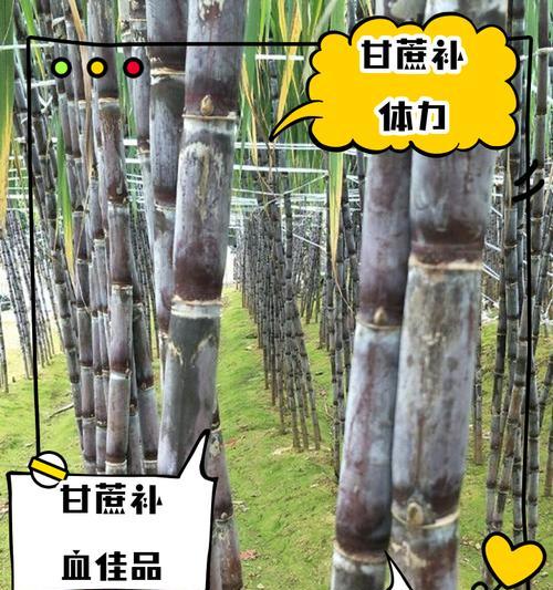 送甘蔗的花语和寓意是什么？甘蔗在花语中代表什么？