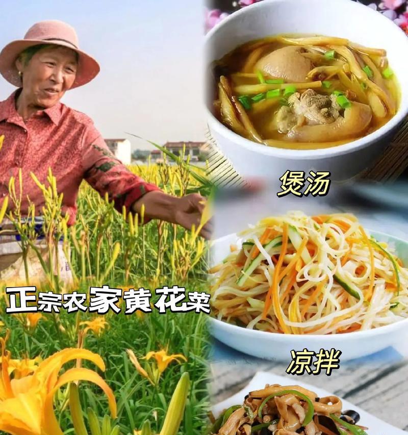 攀爬花的花语有哪些？黄花菜都有什么寓意和花语？