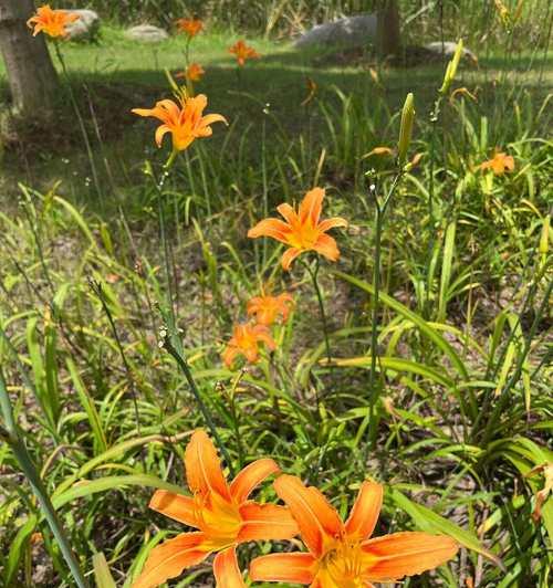 攀爬花的花语有哪些？黄花菜都有什么寓意和花语？