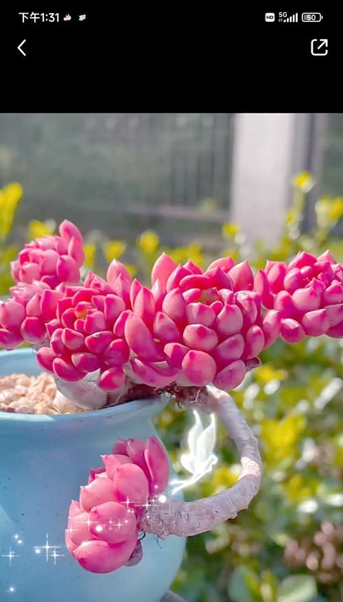 水滴形状的花语是什么？它在花语中代表了什么？