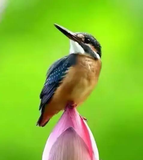 水滴形状的花语是什么？它在花语中代表了什么？