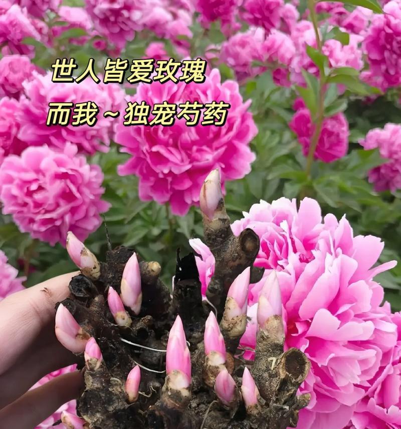 芍药花的花语和寓意有何不同？如何挑选？
