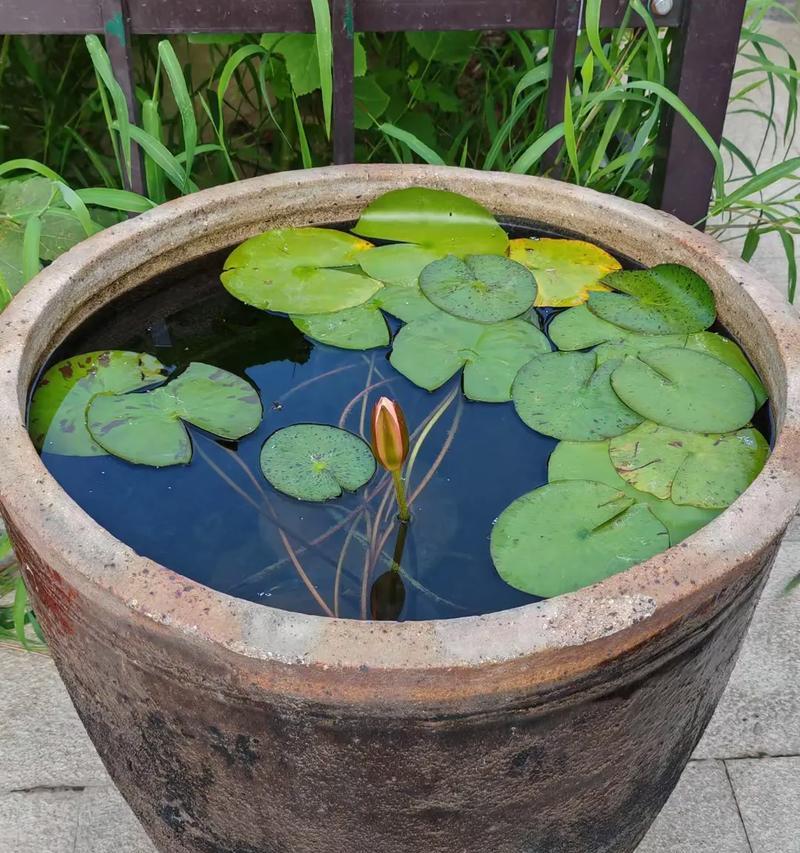 花语中生命中的过客是什么意思？它代表了什么？