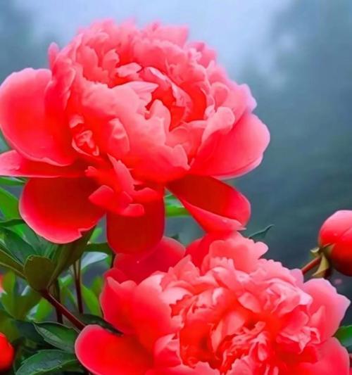牡丹花的历史起源及其象征意义？