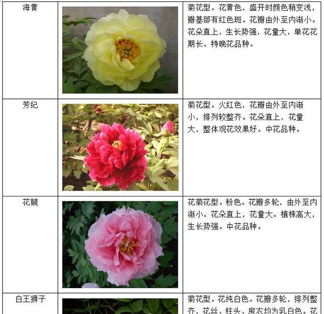 牡丹花的历史起源及其象征意义？