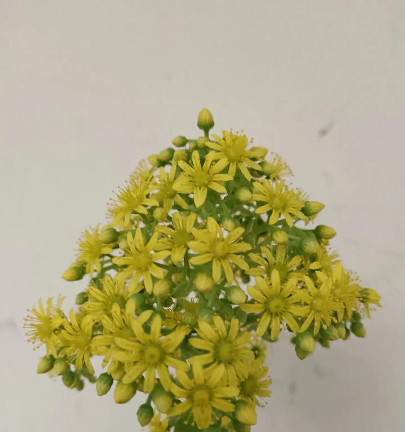 法师玫瑰的花语代表了什么？