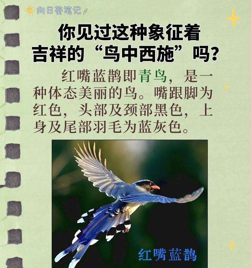 鸟与花语的寓意有何特别之处？