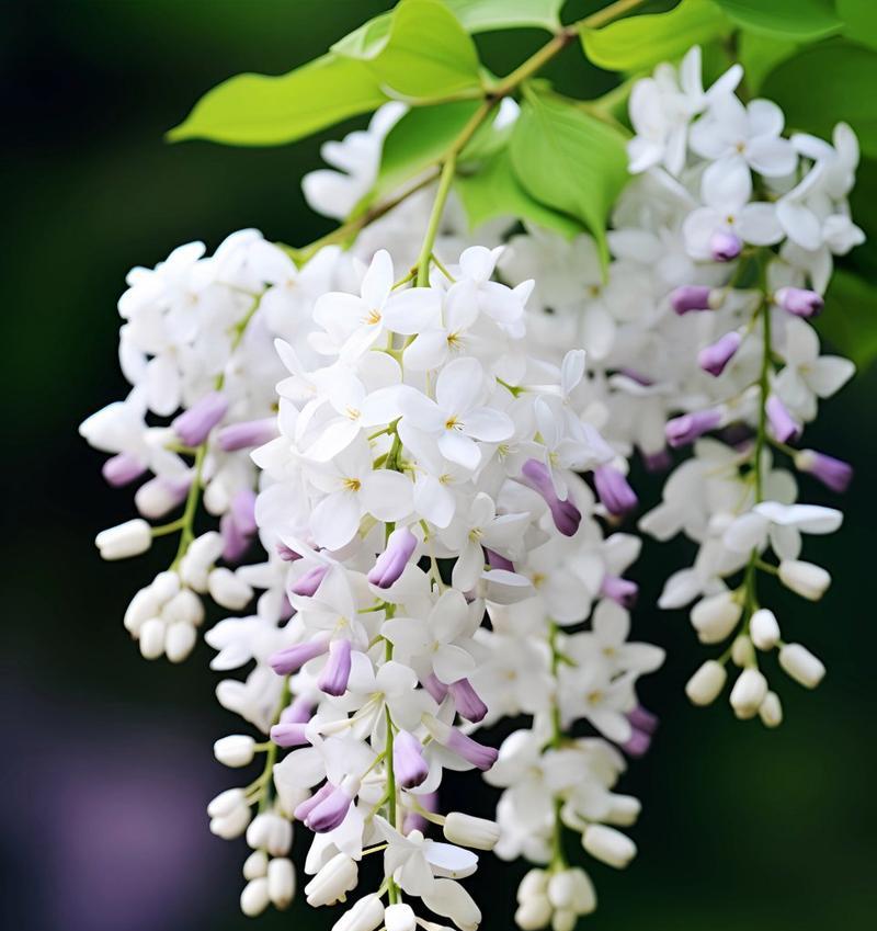 丁香花的花语是什么？丁香花代表了哪些情感？