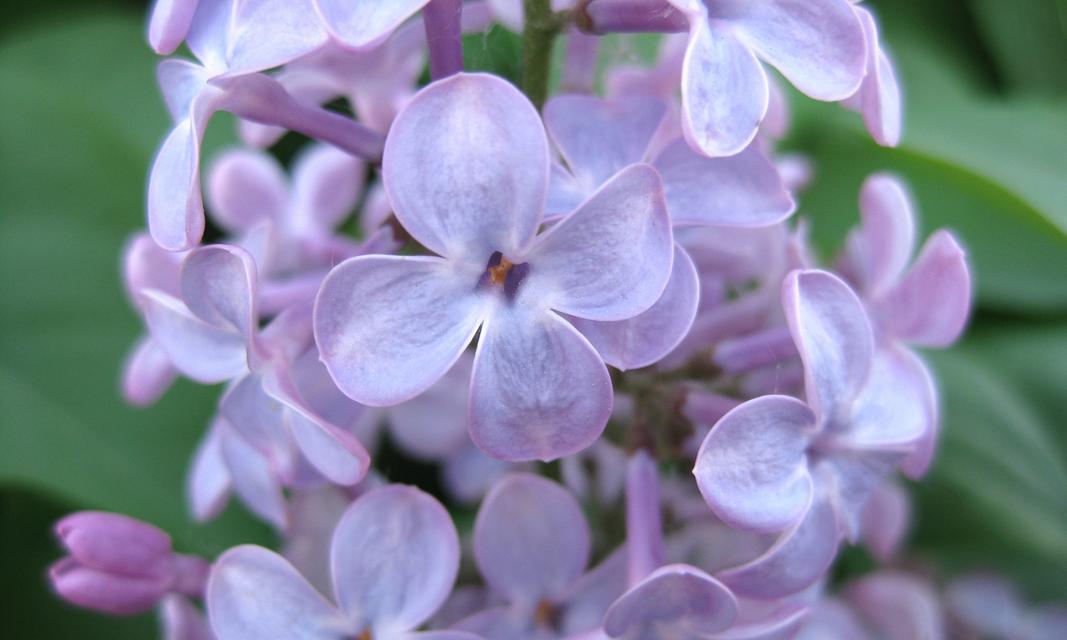 丁香花的花语是什么？丁香花代表了哪些情感？