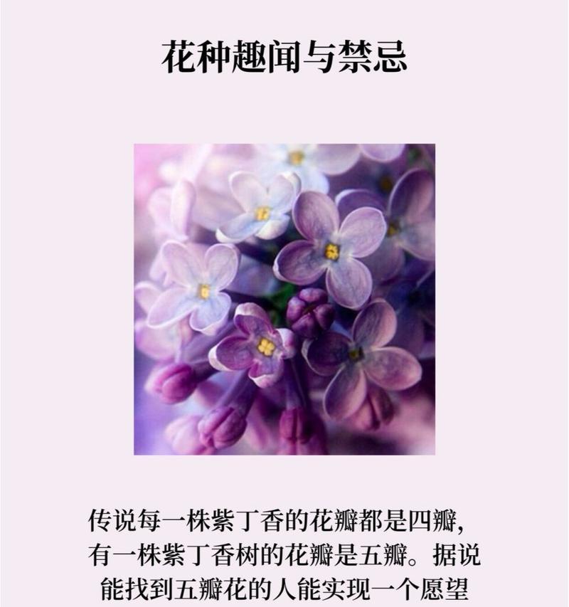 丁香花的花语是什么？丁香花代表了哪些情感？