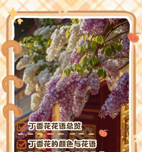 心灵的花语有何深意？如何找到自己的花语？