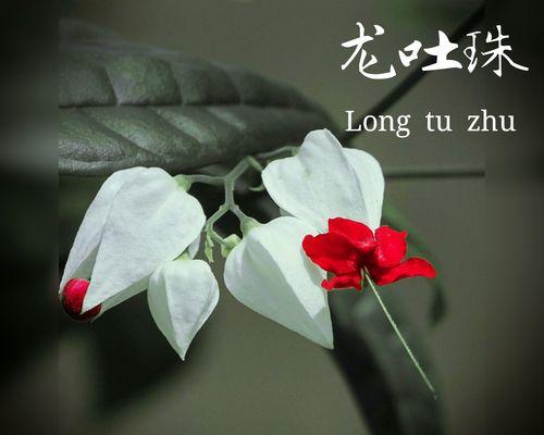 天冷送花花语是什么生肖？它传递了哪些情感？
