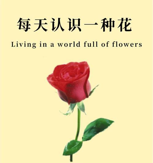 花语是逝去的爱人是什么花？哪种花代表了对逝去爱人的怀念？
