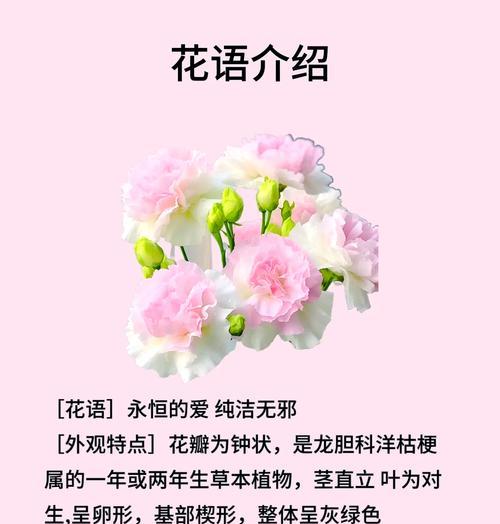 洋桔梗花的双层花语是什么？它为何有两层含义？