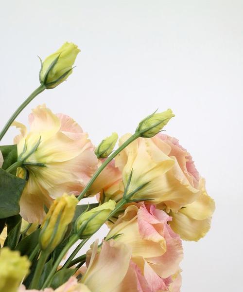 洋桔梗花的双层花语是什么？它为何有两层含义？