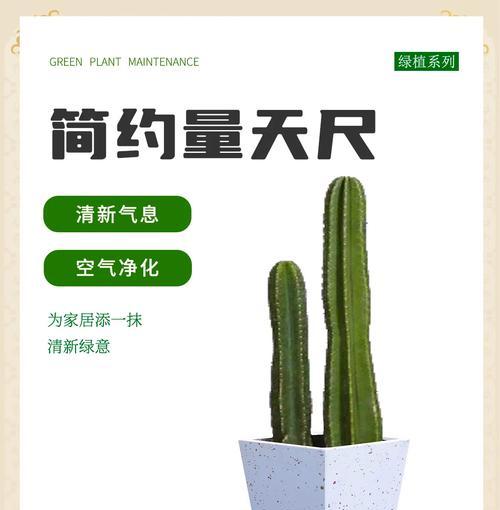 仙人柱量天尺花语有何深意？适合哪种场合？