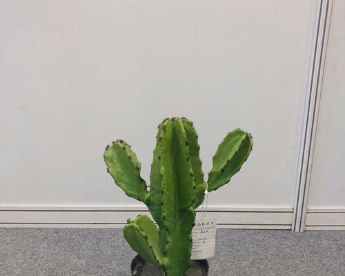 仙人柱量天尺花语有何深意？适合哪种场合？