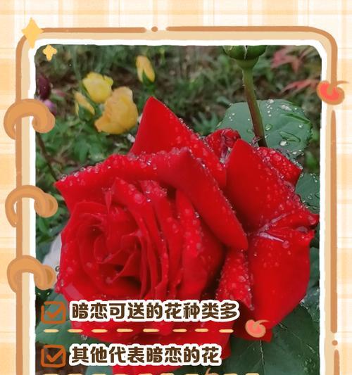 复合花语代表了怎样的情感？