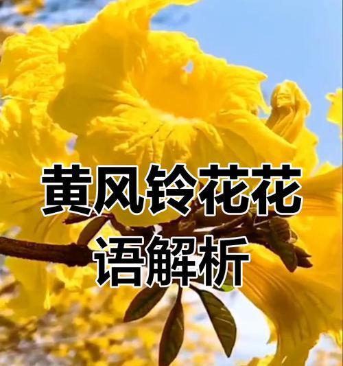 风铃花的花语有何特别之处？它代表着什么？