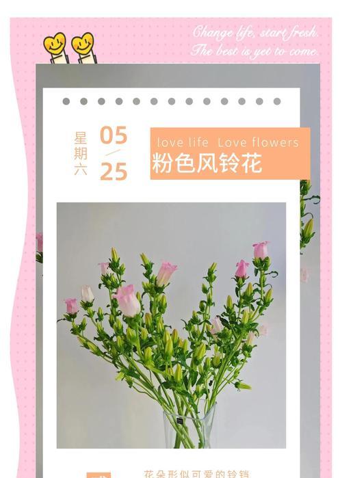 风铃花的花语有何特别之处？它代表着什么？
