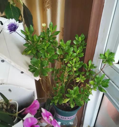 万寿菊如何培育？种子与扦插法详解是什么？
