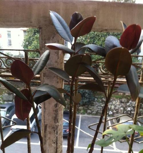 橡皮树会开花吗？开花的条件和特点是什么？