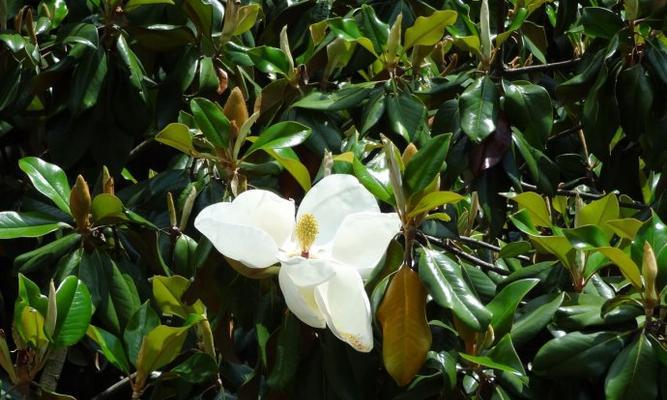 橡皮树会开花吗？开花的条件和特点是什么？