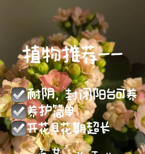 长寿花的花期能持续多久？如何延长花期？