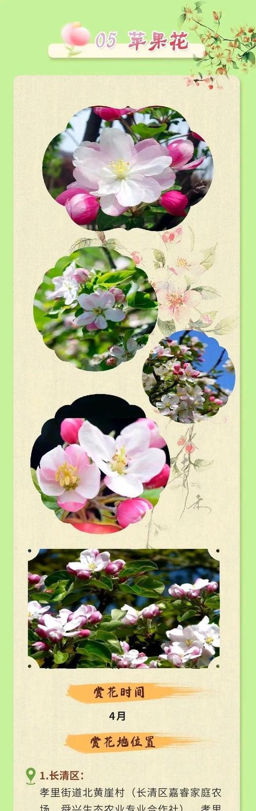 春天有哪些花？赏花指南是什么？