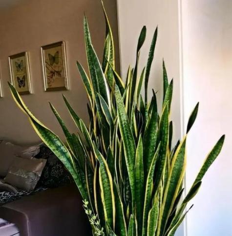 哪些花每天一杯水就能活？它们的特点是什么？