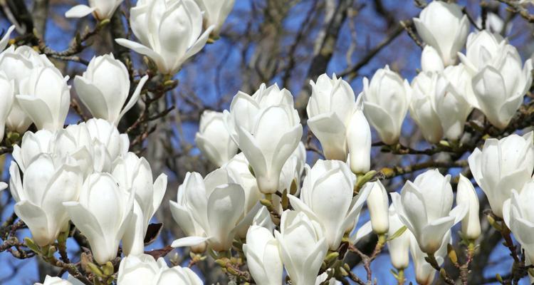 想在室内养玉兰花？有哪些要点不能错过？
