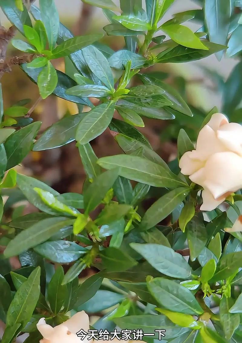 栀子花花期如何管理？养护过程中应注意哪些问题？