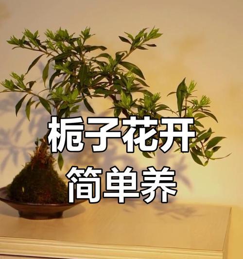 栀子花花期如何管理？养护过程中应注意哪些问题？