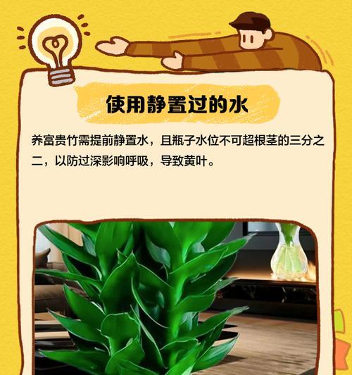 富贵竹叶子发黄怎么办？放铁钉和换水有效吗？