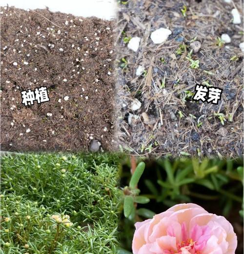 太阳花养护三怕是什么？如何避免烂根并促进花苞多？
