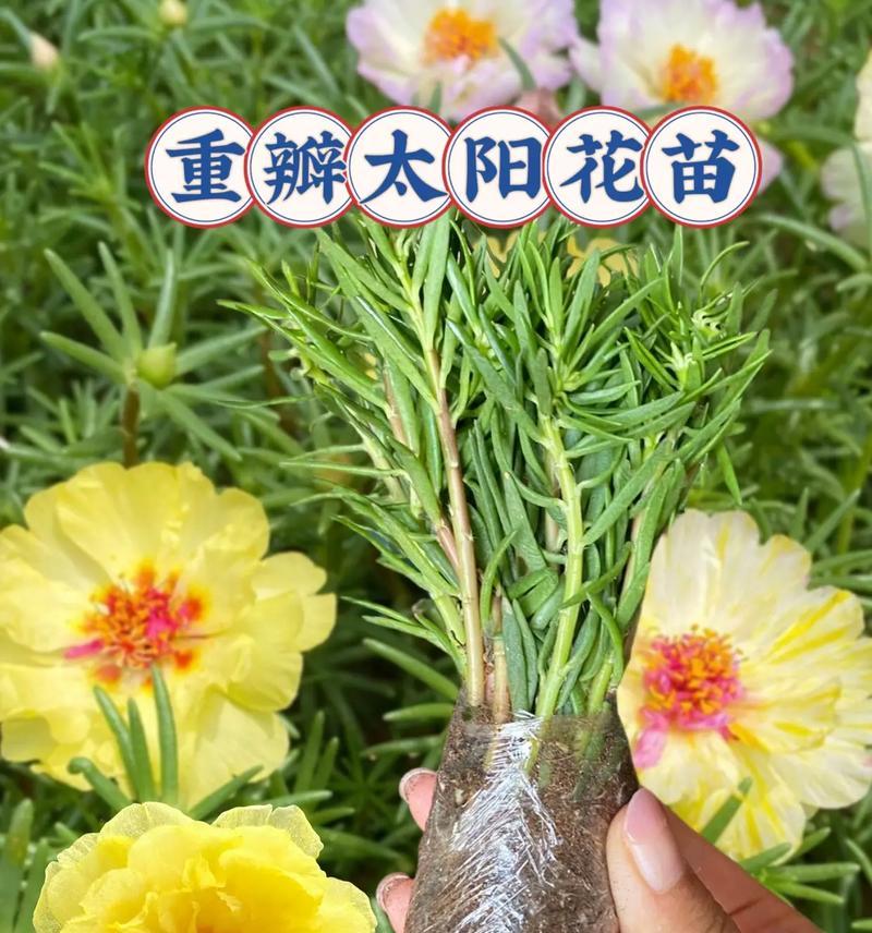 太阳花养护三怕是什么？如何避免烂根并促进花苞多？