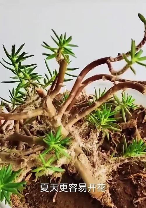 太阳花养护三怕是什么？如何避免烂根并促进花苞多？