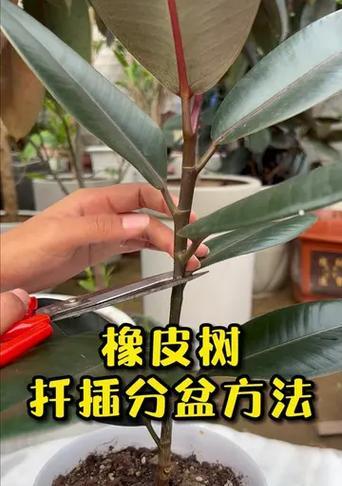 黑精钢橡皮树怎么养？养殖过程中有哪些技巧？