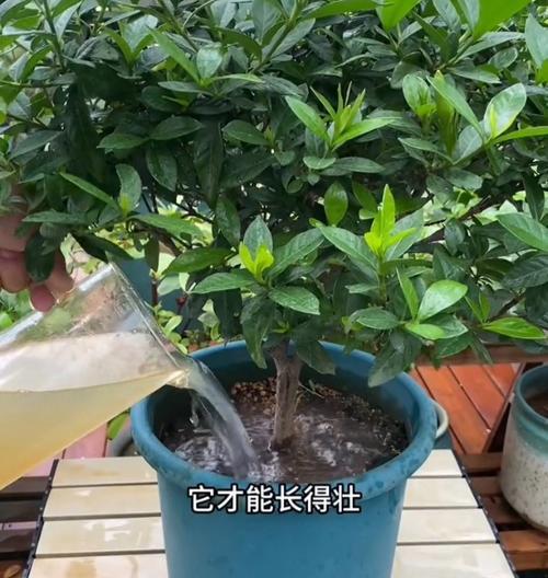 栀子花多久浇一次水合适？浇水量控制技巧是什么？