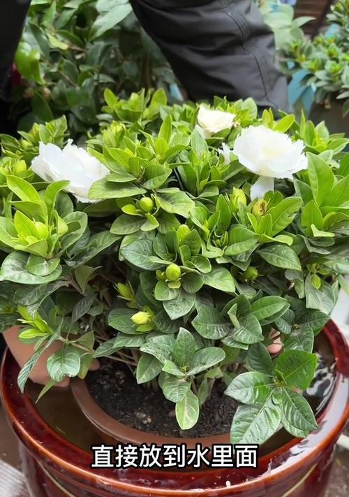 栀子花多久浇一次水合适？浇水量控制技巧是什么？