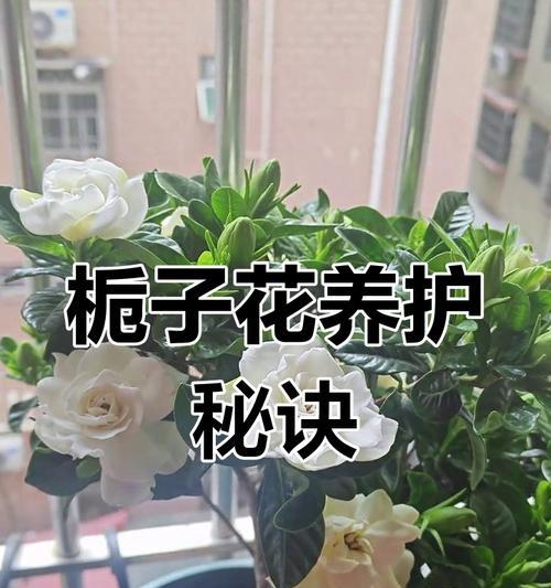 栀子花多久浇一次水合适？浇水量控制技巧是什么？