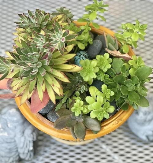观音莲开花需要什么条件？如何促进观音莲开花？