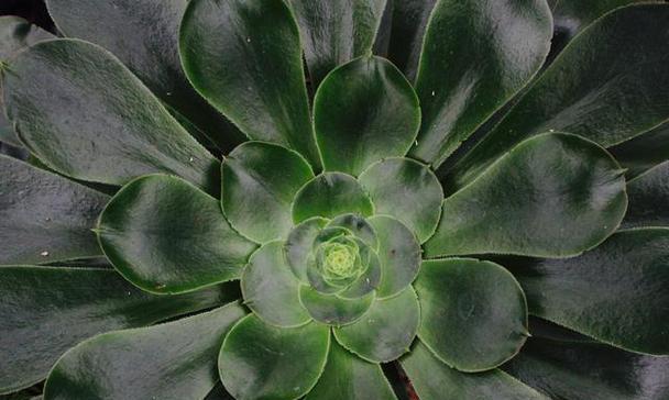 观音莲开花需要什么条件？如何促进观音莲开花？