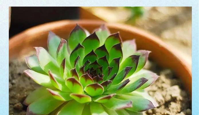 观音莲开花需要什么条件？如何促进观音莲开花？