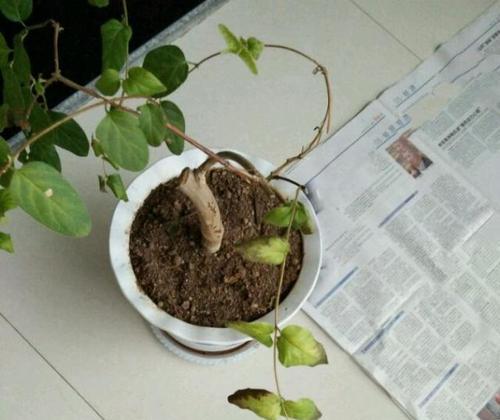 金银花叶子发黄是什么原因？如何处理？