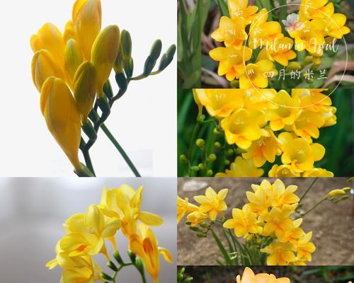 香雪兰室内露养如何开花？香味为何如此甜美？